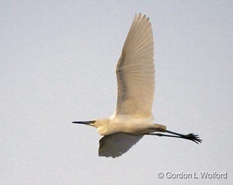 Egret In Flight_30676.jpg - Photographed along the Gulf coast near Port Lavaca, Texas, USA.